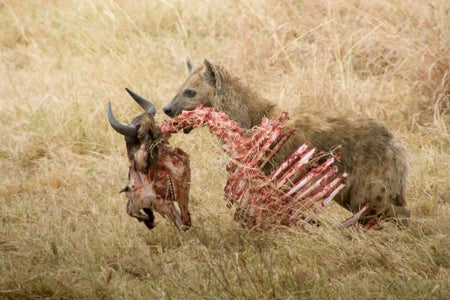 Hyena