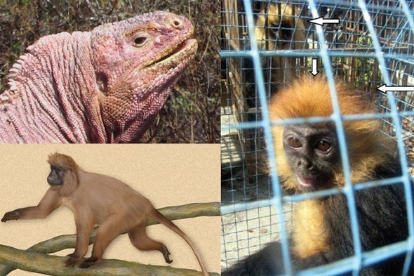 Animal Species Named from Photos - Scientific American Blog Network