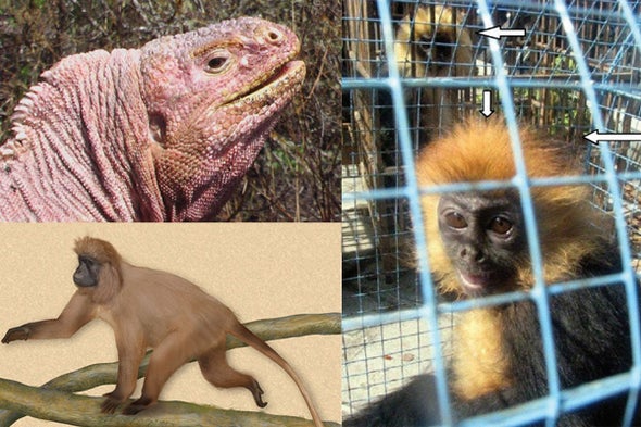 Animal Species Named from Photos - Scientific American Blog Network Animal Species Named from Photos - Scientific American Blog Network
