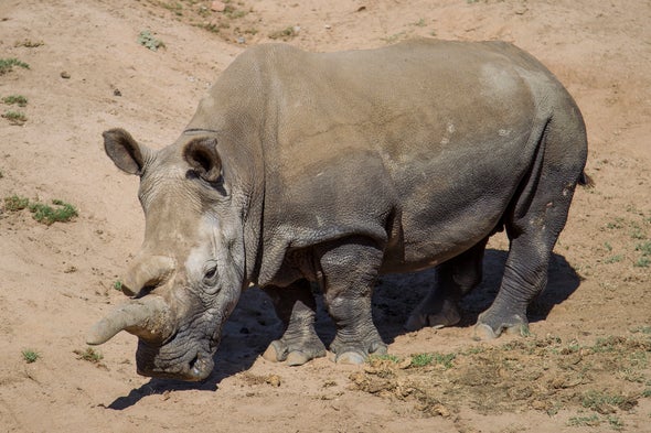 Northern White Rhino Dies, Leaving Just 3 on the Planet