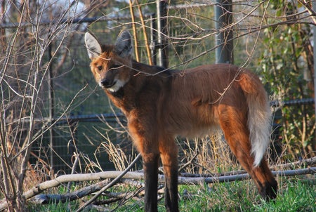 Maned wolf