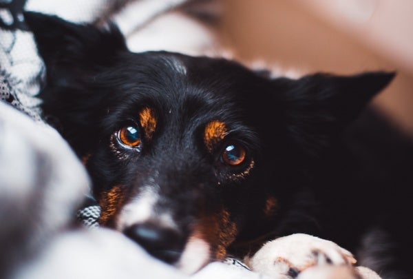 When We're Angry, Dogs Get the Feels - Scientific American Blog Network