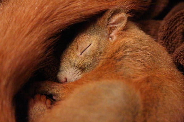 do squirrels hibernate.
