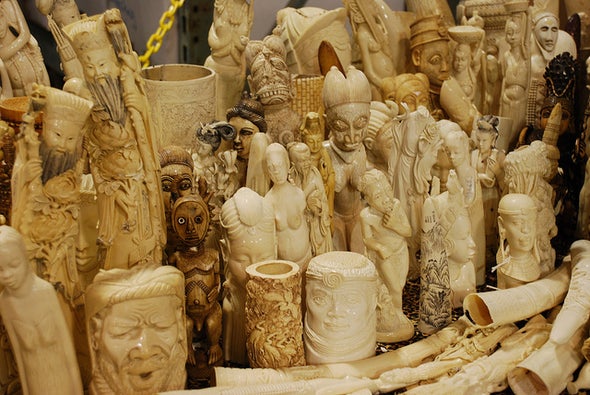 Is China's Ivory Ban a Sign of Hope for Elephants?
