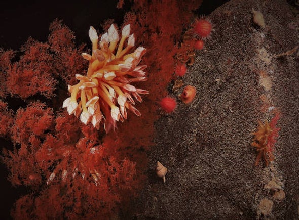 Feast Your Eyes on Australia's Newly Explored Depths [Video]