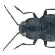 How a Half-Inch Beetle Finds Fires 80 Miles Away