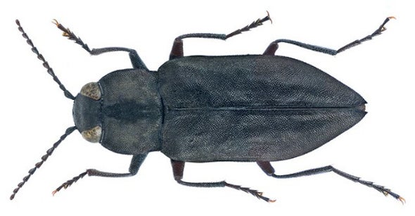 How a Half-Inch Beetle Finds Fires 80 Miles Away