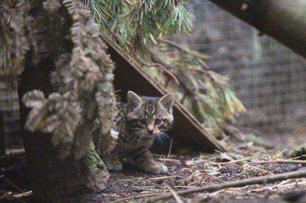 10 more wildcat kittens born at Highland park in adorable picture - Daily  Record