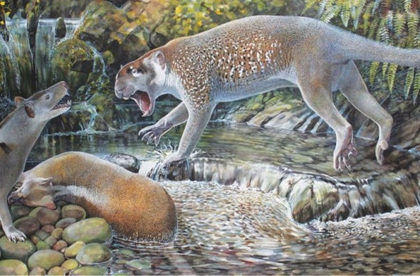 Paleo Profile: Shouten's Marsupial Lion