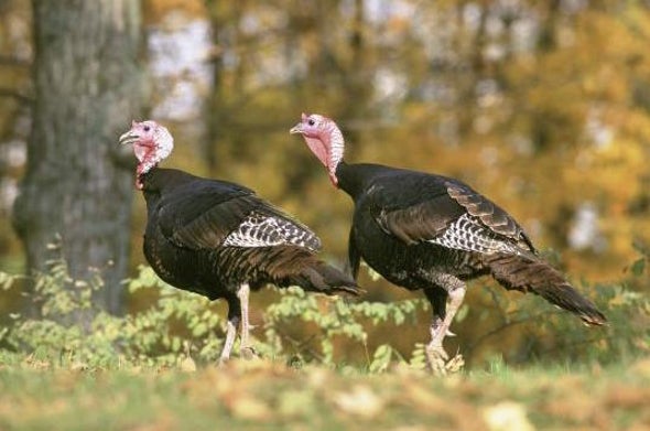 Wild Turkeys: Marvel or Menace?
