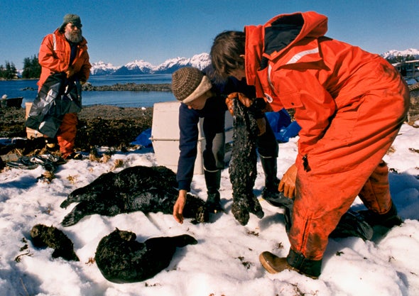 25 Years after Exxon Valdez Spill, Sea Otters Recovered in Alaska's Prince William Sound