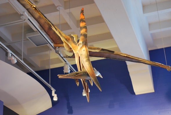 Digging into Pterosaur Diets