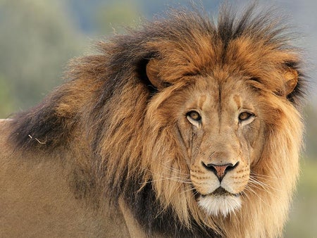 a male lion