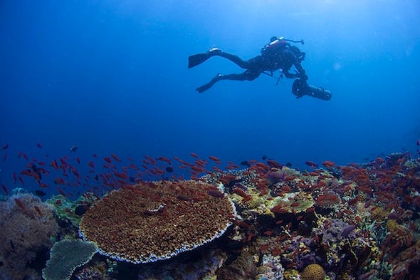The Richest Reef: Where Have All the Predators Gone?