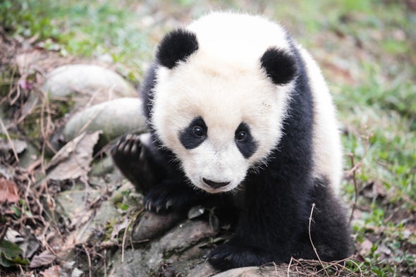 Giant Panda Conservation Also Helps Other Unique Species in China - Scientific American Blog Network Giant Panda Conservation Also Helps Other Unique Species in China - Scientific American Blog Network