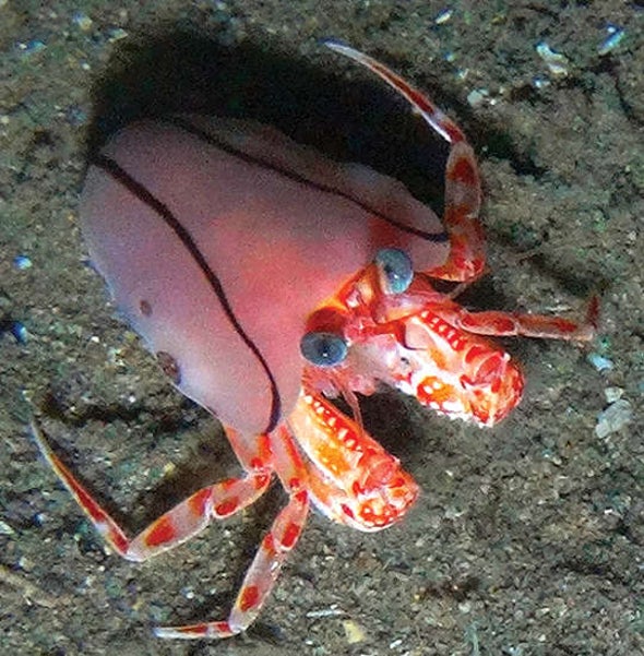Blanket Hermit Crabs Use Anemones as Defensive Snuggies
