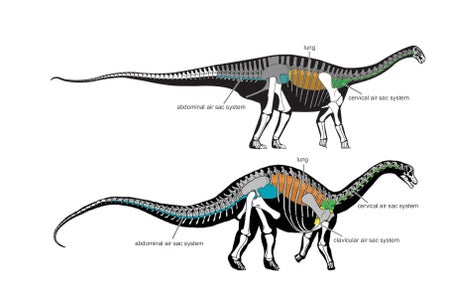 Dinosaurs