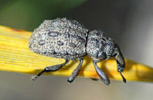 "Living Dead" Weevil Gets Another Shot at Surviving