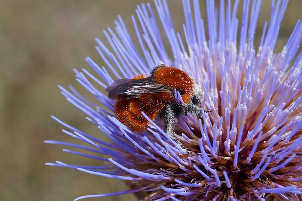 World's Biggest Bumblebee at Risk of Extinction