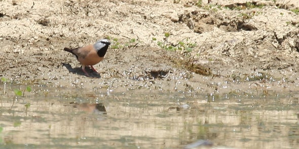 Black-Throated Finch Extinct in New South Wales