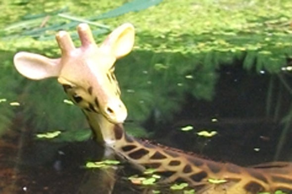 Burning Question for World Giraffe Day: Can They Swim?