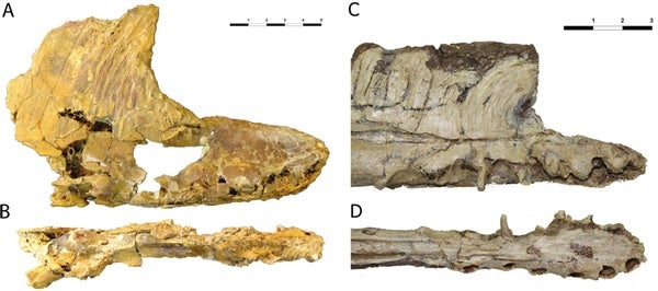 Spain Gets a New Fossil Flying Reptile - Scientific American Blog Network