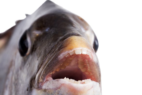 Fish With Human Like Teeth And Lips