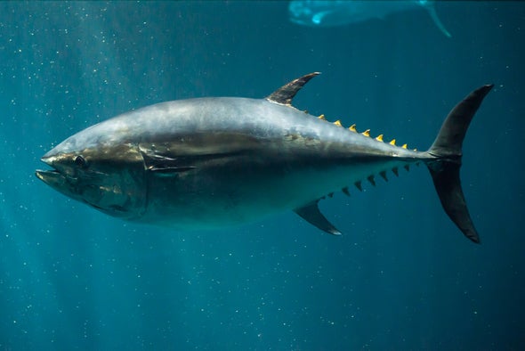 Another Threat to Tuna: Ocean Acidification
