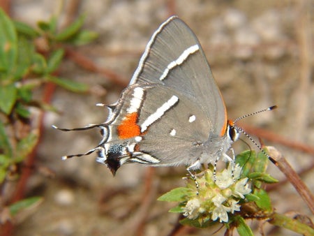 Scientific American Logo