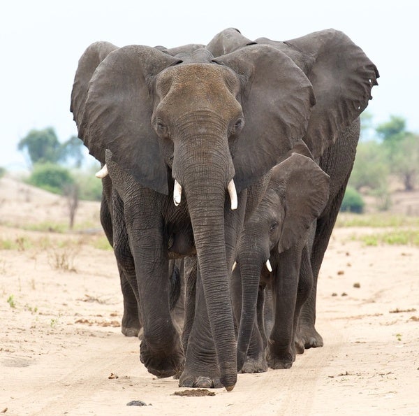 Of Animal Germs and Pachyderms - Scientific American