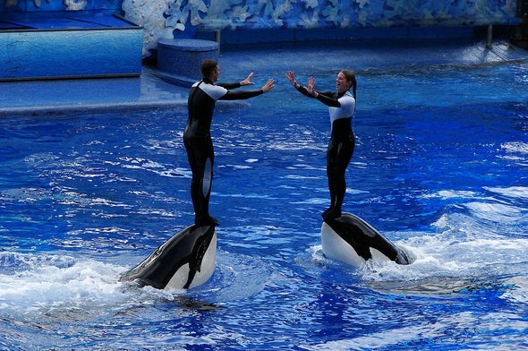 Why SeaWorld Is Finally Doing Right by Orcas