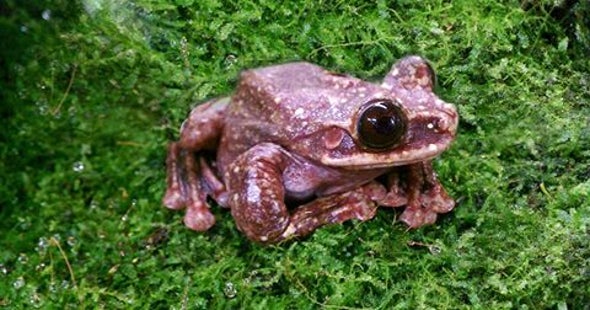 The Rabbs' Tree Frog Just Went Extinct
