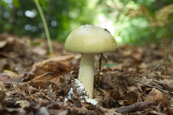 This Mushroom Could Kill You [Video]