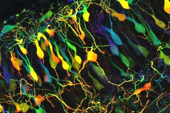 Neuroscience in the Gallery