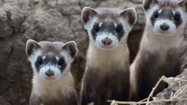 What A Special Black-Footed Ferret Can Teach Us about Conservation Success