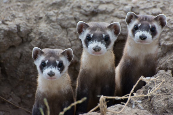 What A Special Black-Footed Ferret Can Teach Us about Conservation Success