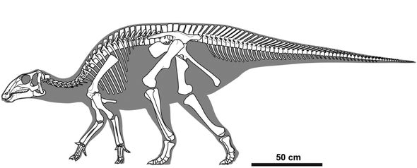 New Duckbill Dinosaur Looks Sharp - Scientific American Blog Network