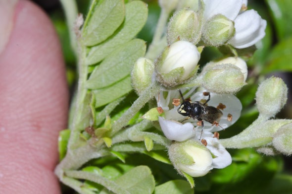 Endangered Hawaiian Bees and Other Species Proposed for Protection