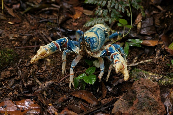 The Secret World of Crayfish Extinction (and beyond)
