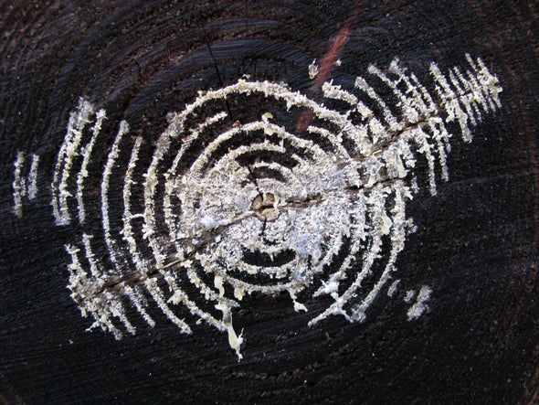 The Mycelium Revolution Is upon Us - Scientific American Blog Network
