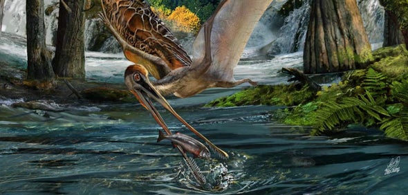 Paleo Profile: Pangu's Wing