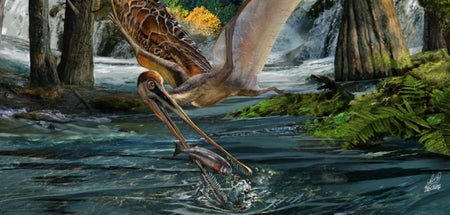 Pangupterus