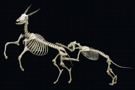 Skeleton fight