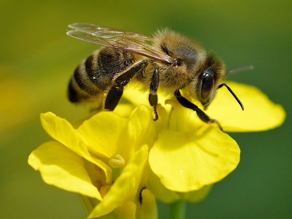 Bees Gone Wild - Scientific American Blog Network