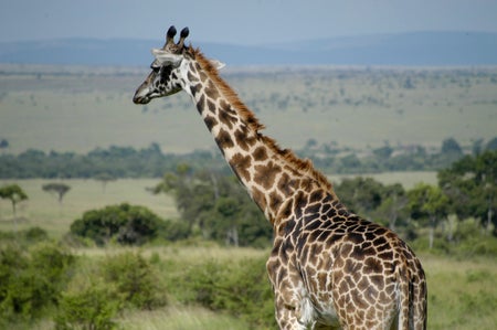 giraffe