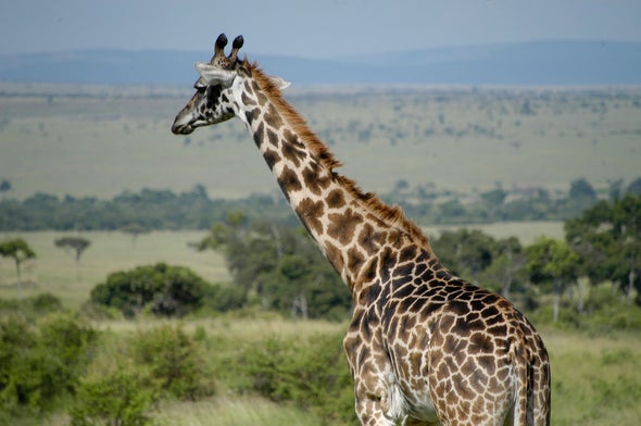 Giraffe Genetics Reveal 4 Separate (and Threatened) Species