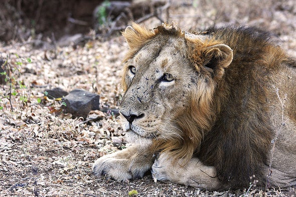Good News for the World's Rarest Lions