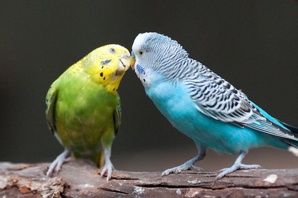 Birds Can Tell Us a Lot about Human Language