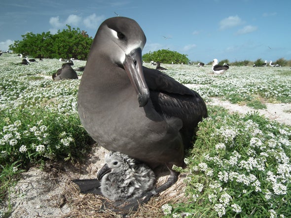 Rising Seas and Pounding Waves Will Threaten 3 Common Pacific Seabirds