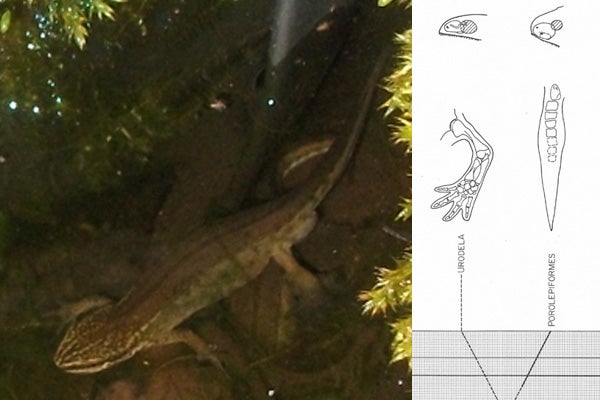 Nonstandard Ideas in Amphibian Evolution, Part 2: Salamanders and